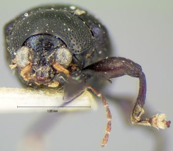 Media type: image; Entomology 9806   Aspect: head frontal view